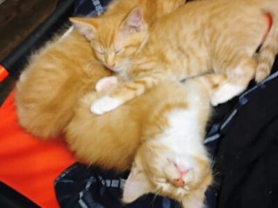 3 precious orange kittens and 1 black