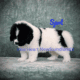 Spot at Bearheart Newfoundlands