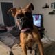 Male boxer