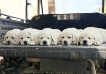 Akc English lab puppies