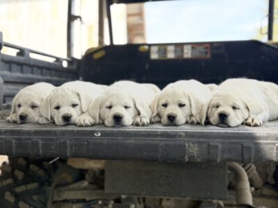 Akc English lab puppies