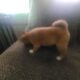 Shiba Inu