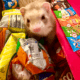 2 Female Young Ferrets
