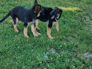GERMAN SHEPHERDS