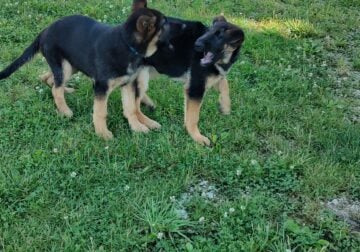 GERMAN SHEPHERDS