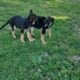 GERMAN SHEPHERDS