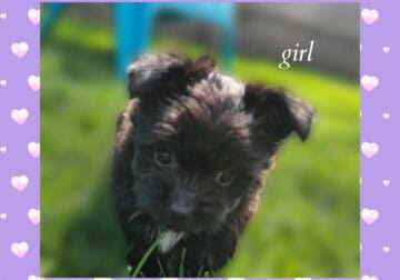 Chorkie puppies