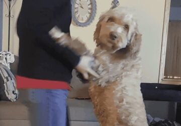 Rehoming our Labradoodle