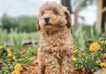 Red mini poodles AKC
