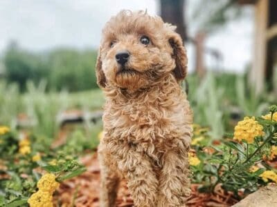 Red mini poodles AKC