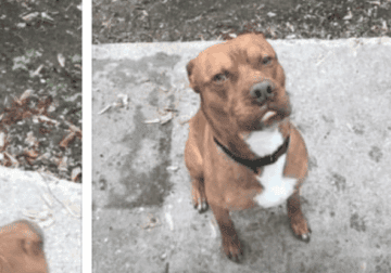 Pit/boxer mix
