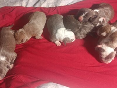 Bully Puppies for sale