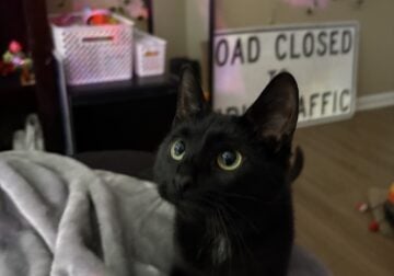 domesticated shorthair needs rehomed asap