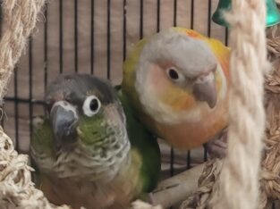 Two buddies need home.