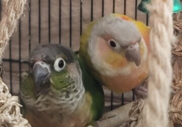 Two buddies need home.