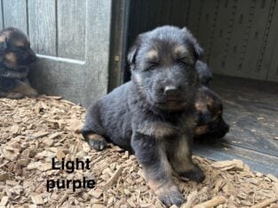 German shepherd puppies