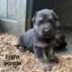 German shepherd puppies