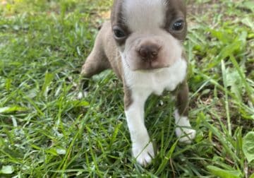 Ember, cute small Boston terrier puppy