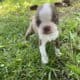 Ember, cute small Boston terrier puppy