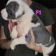 Olde English Bulldogge Puppies