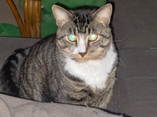 Kiwi needs a new home :(