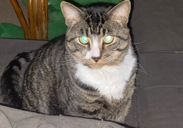 Kiwi needs a new home :(