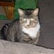 Kiwi needs a new home :(