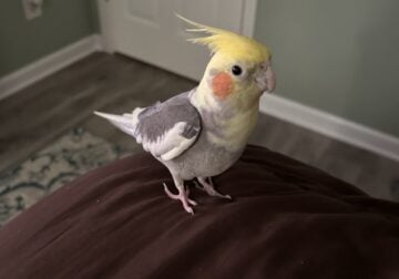 Young Cockatiel for sale