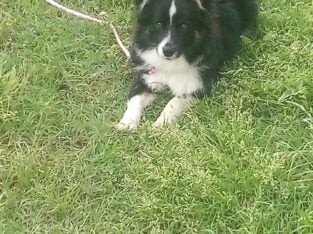 Merle Toy Aussie