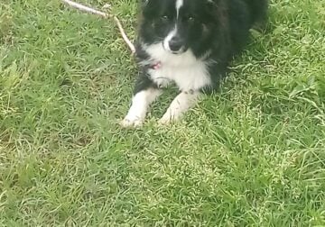 Merle Toy Aussie