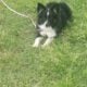 Merle Toy Aussie