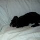 Nike- MaltiPoo male, non-shedding, very smart