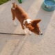 Basenji Puppy For Sale