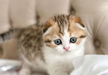Wade: Male Scottish Fold kitten