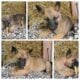 Belgian Malinois puppy