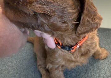 F2 Goldendoodle Puppies