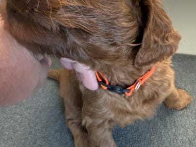 F2 Goldendoodle Puppies