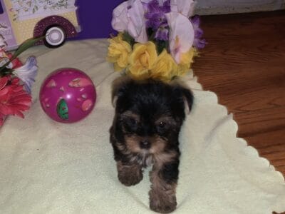 Female shorkie
