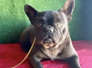 AKC Female French Bulldog