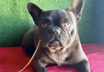 AKC Female French Bulldog