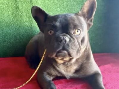 AKC Female French Bulldog