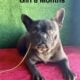 AKC Female French Bulldog