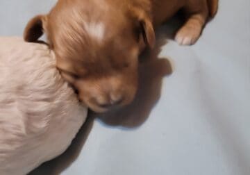 Cavapoo f1b