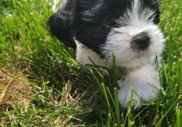 Adorable Male Shorkie Puppy for Sale