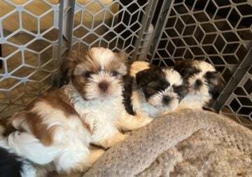 Beautiful Shih Tzu puppies