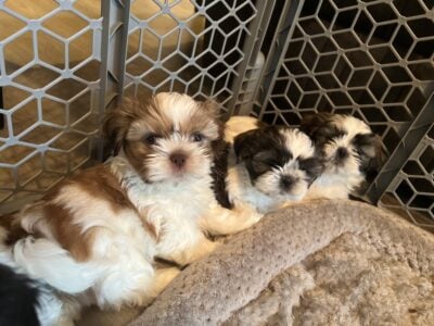 Beautiful Shih Tzu puppies