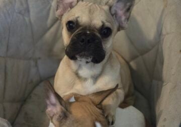 Frenchie pups