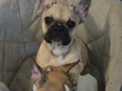 Frenchie pups