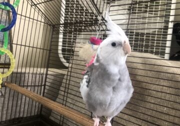 Male Cockatiel