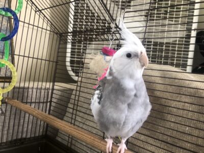 Male Cockatiel